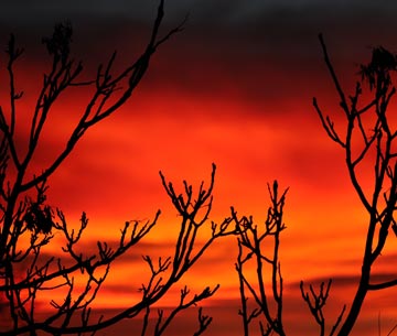 Photo of a bright red-orange desert sunrise seen through lacy bare branches